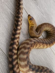Male Woma Python