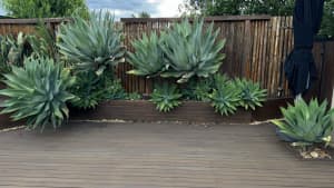 Cheap agave plants pick up point cook 