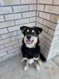 6 month old Border Collie x looking for a new home