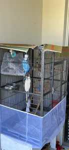 English budgies large cage & accessories( Sold pending pickup)