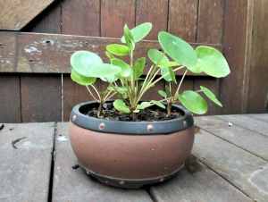 Chinese money plant (pilea peperomioides) brown ceramic pot