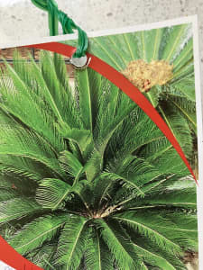 Cycas Revoluta (2 available) large potted plants