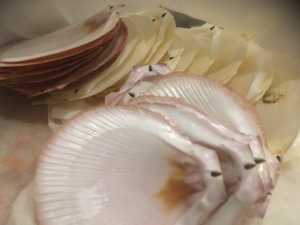 Scallop shells (18 pink and 18 white, free)
