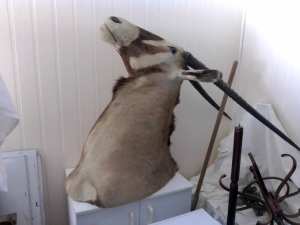 Gemsbok/oryx shoulder mount