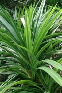 PANDAN LEAF plant for making South-east Asian desserts FROM