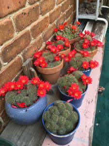 cactus with red flower ceremic pot ready to repot larger pot available