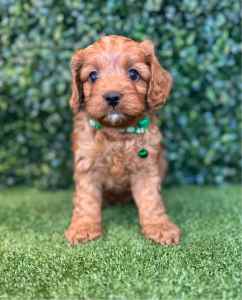 3 x F1 Toy Cavoodles (DNA Clear) Free Delivery Sydney