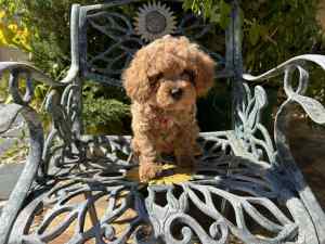 1 boy Cavoodle puppy ready for his new home.