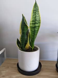 Healthy snake plant / mother-in-laws tongue