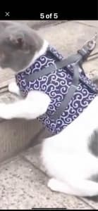 Cat harness