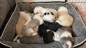 Pure Breed Border Collie Puppies