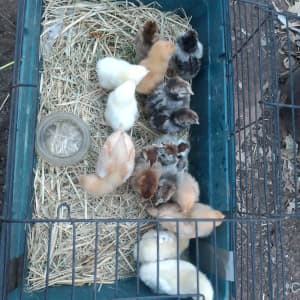 Chicks, chickens, and quails 