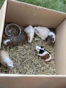 Young and Adult Guinea Pigs