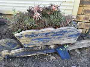 FREE plants in wooden wheelbarrow 