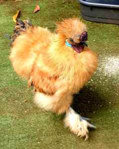 Young Silkie rooster needing rehoming