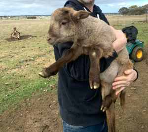Dorper sheep - lambs / ewes and wethers