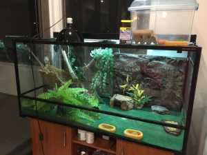 Lizard enclosure with accessories