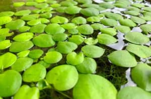 By The Bucket🐠🐟🐡Amazon Frogbit - 🌊Aquatic Plant (Large Portion)