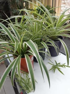 Spider Plants - multiple available