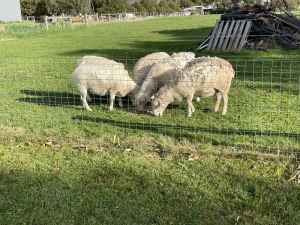 5 x Dorper Sheep 🐑 (Mixture of wethers & Ewes)