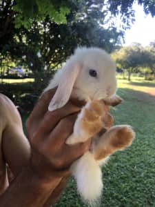 11 week old mini lop rabbits