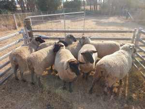 Lambs for sale