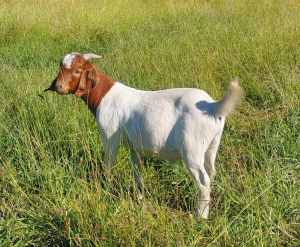 Boer Goat Bucklings Painted 