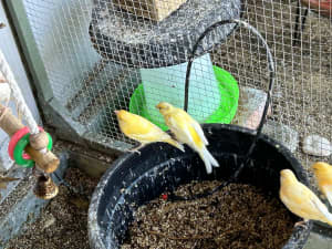 Canaries for sale 5 left