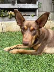 Farm wanted for Murphy the Kelpie