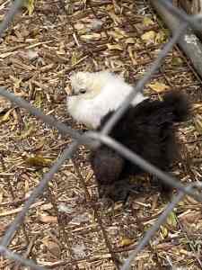 Chickens silky unsexed