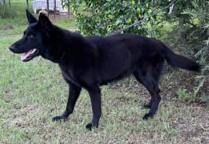 Black German shepherd female protection dog