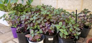 Little Ruby Plant-Alternanthera and Rhoeo Plants