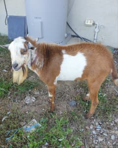 Cheap nigerian cross Australian miniature goat bucks for sale 