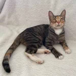 10335 : Valentino - CAT for ADOPTION - Vet Work Included