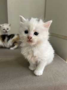 Adorable kittens looking for a home!