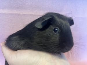 Baby male Guinea pigs from $10 only 3 left 
