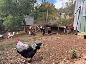 Purebred French Marans Roosters