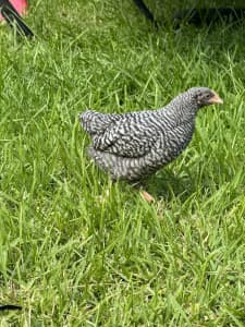 Plymouth Rock (white & Barred) Australorp, Sussex & Bantams