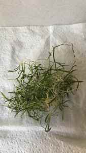 Dwarf hair grass plant for aquarium