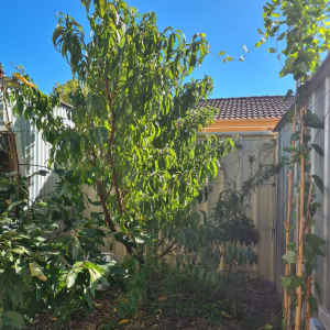 Nectarine healthy fruit tree 2.5-3mtre High