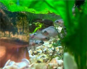 Tropical Aquarium Fish - Baby Princess Cichlids