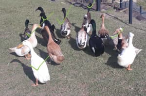 Indian Runner & Crested Duck Pairs (A PAIR is ONE Male & ONE Female)