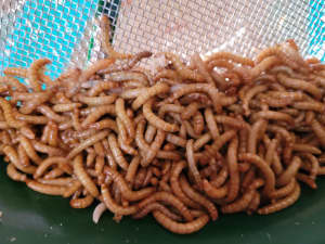 Mealworms - For Sale!