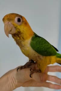 Wb cauiqe parrot handraised baby