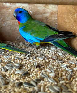 2x Pure Scarlet Chested Parrot Males