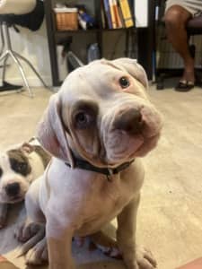 7 absolutely gorgeous American Bulldog Puppies