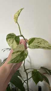 Pothos marble queen cuttings x4