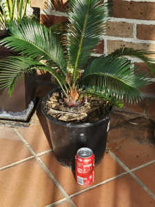 Cycad Palm, 70cm high 60cm wide, established with roots in 11 inch pot