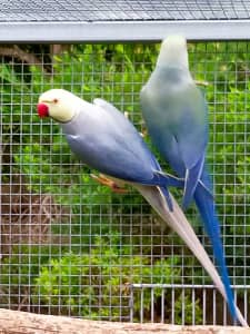 MATURE INDIAN RINGNECK COCK BIRDS FOR BREEDING