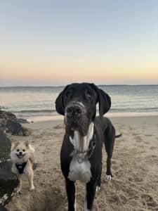 Rehoming 9 month old male Great Dane